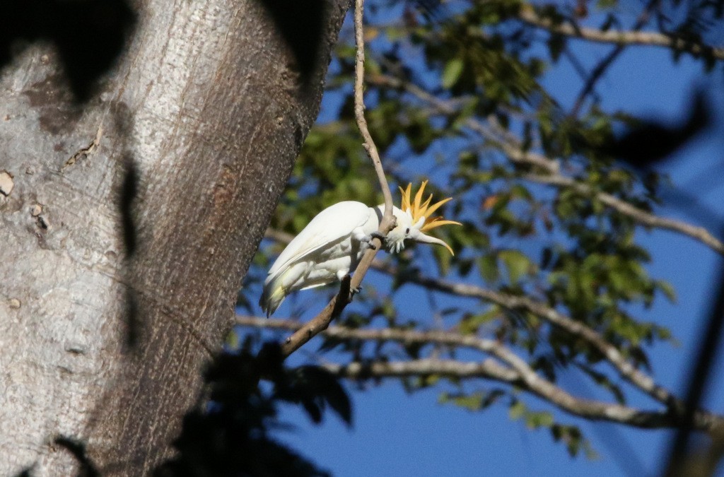 Citron-crested Cockatoo - ML179113721