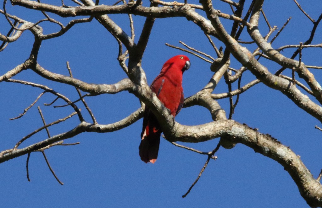 Sumba Eclectus - ML179113741