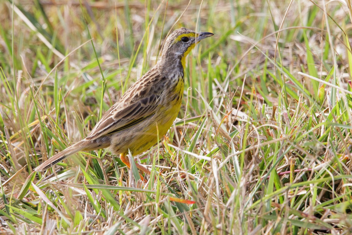 Yellow-throated Longclaw - ML179113881