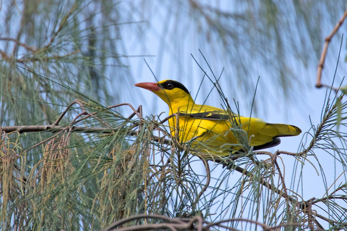 Black-naped Oriole (East Asian) - ML179114001