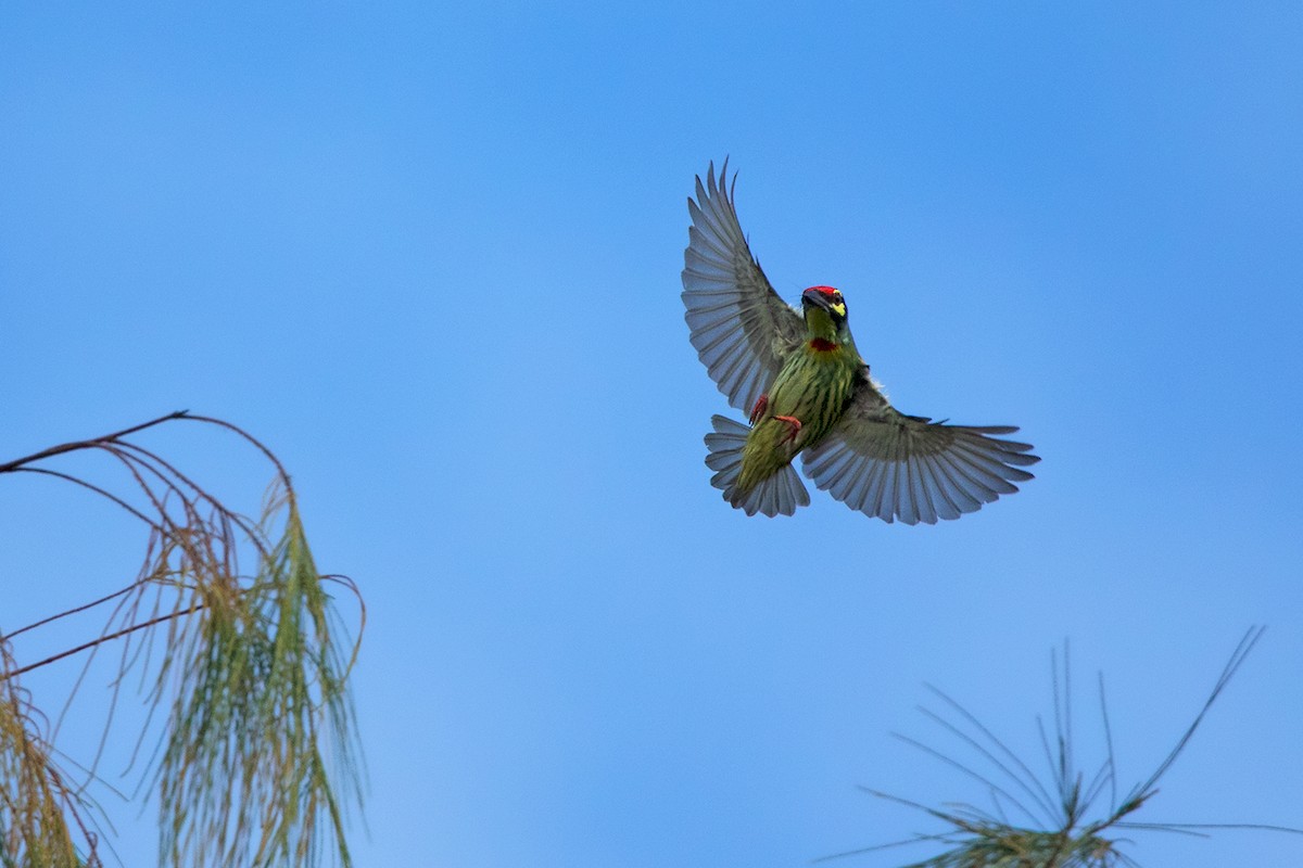 Coppersmith Barbet - Ayuwat Jearwattanakanok