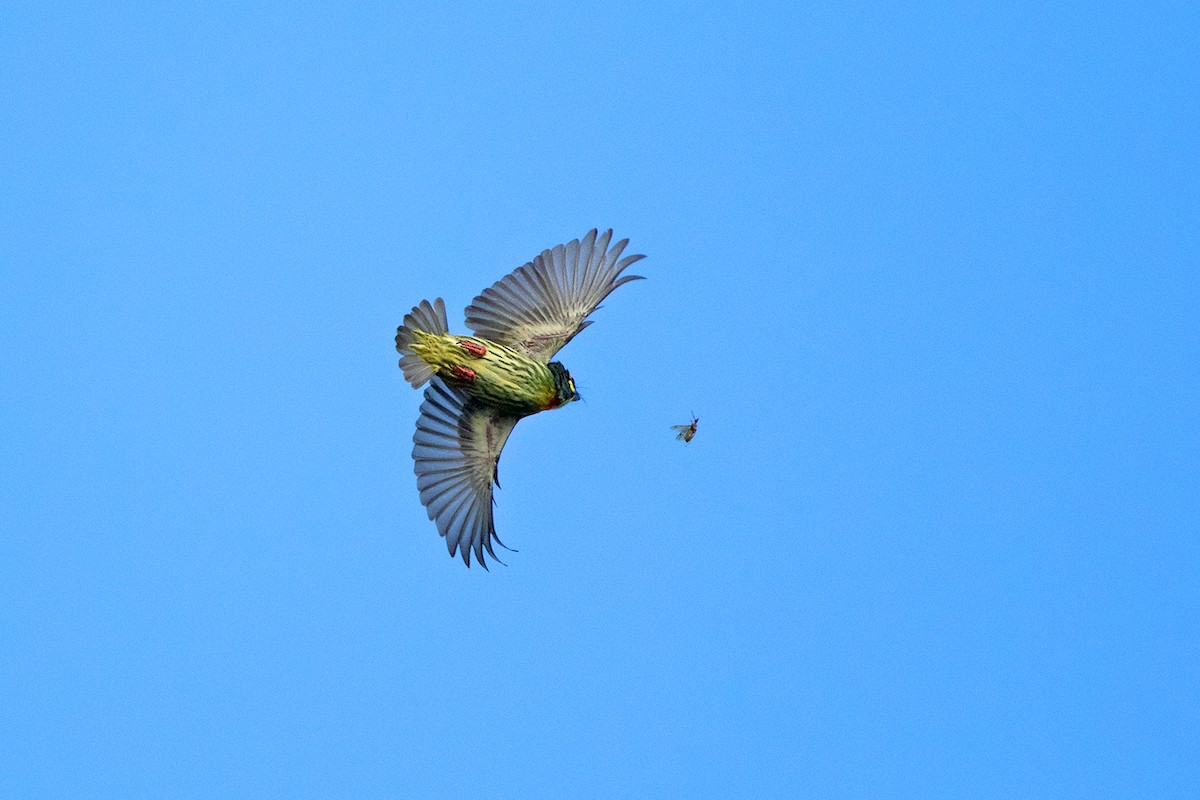 Coppersmith Barbet - Ayuwat Jearwattanakanok