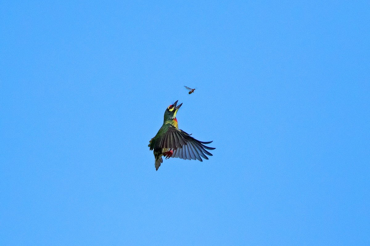 Coppersmith Barbet - Ayuwat Jearwattanakanok