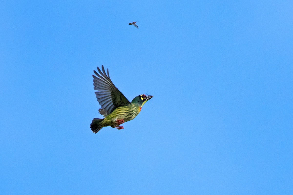 Coppersmith Barbet - Ayuwat Jearwattanakanok