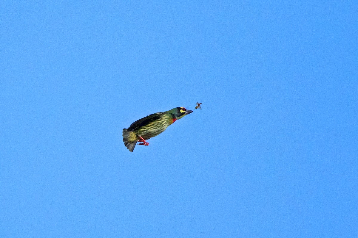 Coppersmith Barbet - Ayuwat Jearwattanakanok