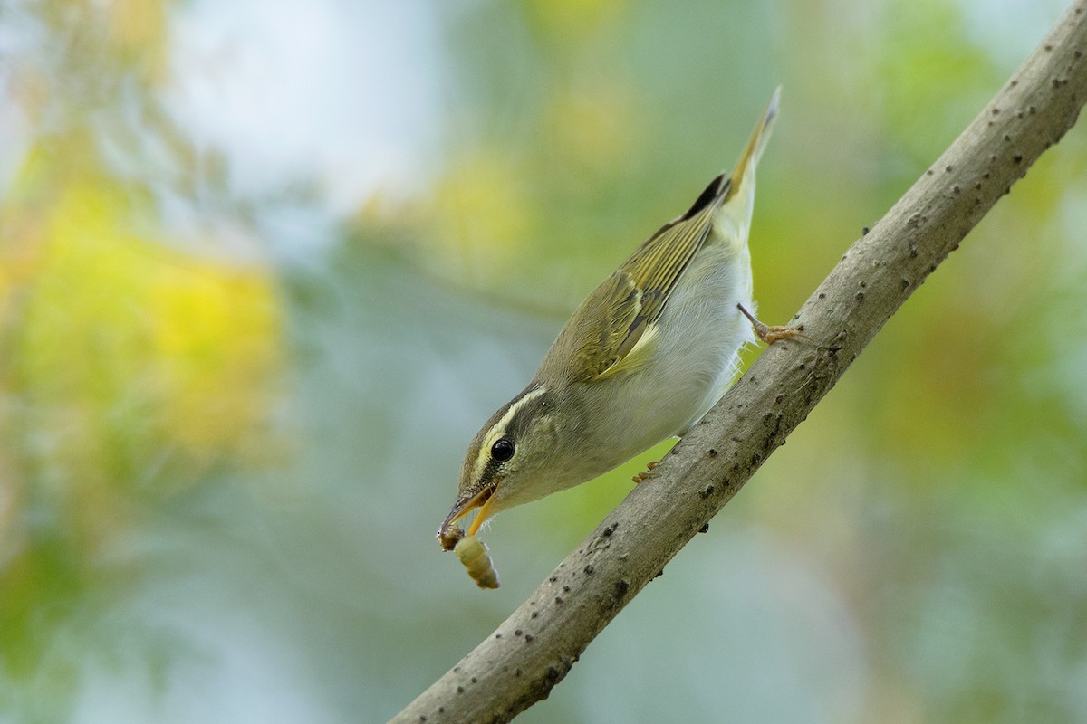 Eastern Crowned Warbler - ML179114121