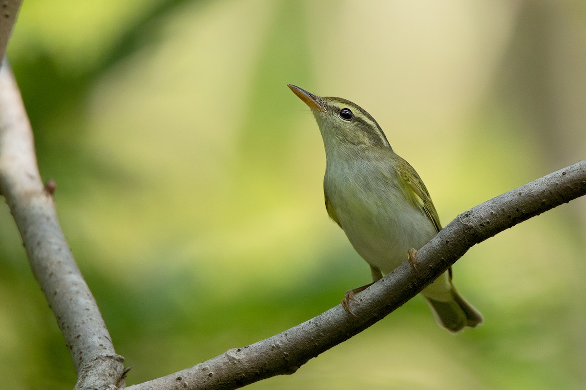 Mosquitero Coronado - ML179114131