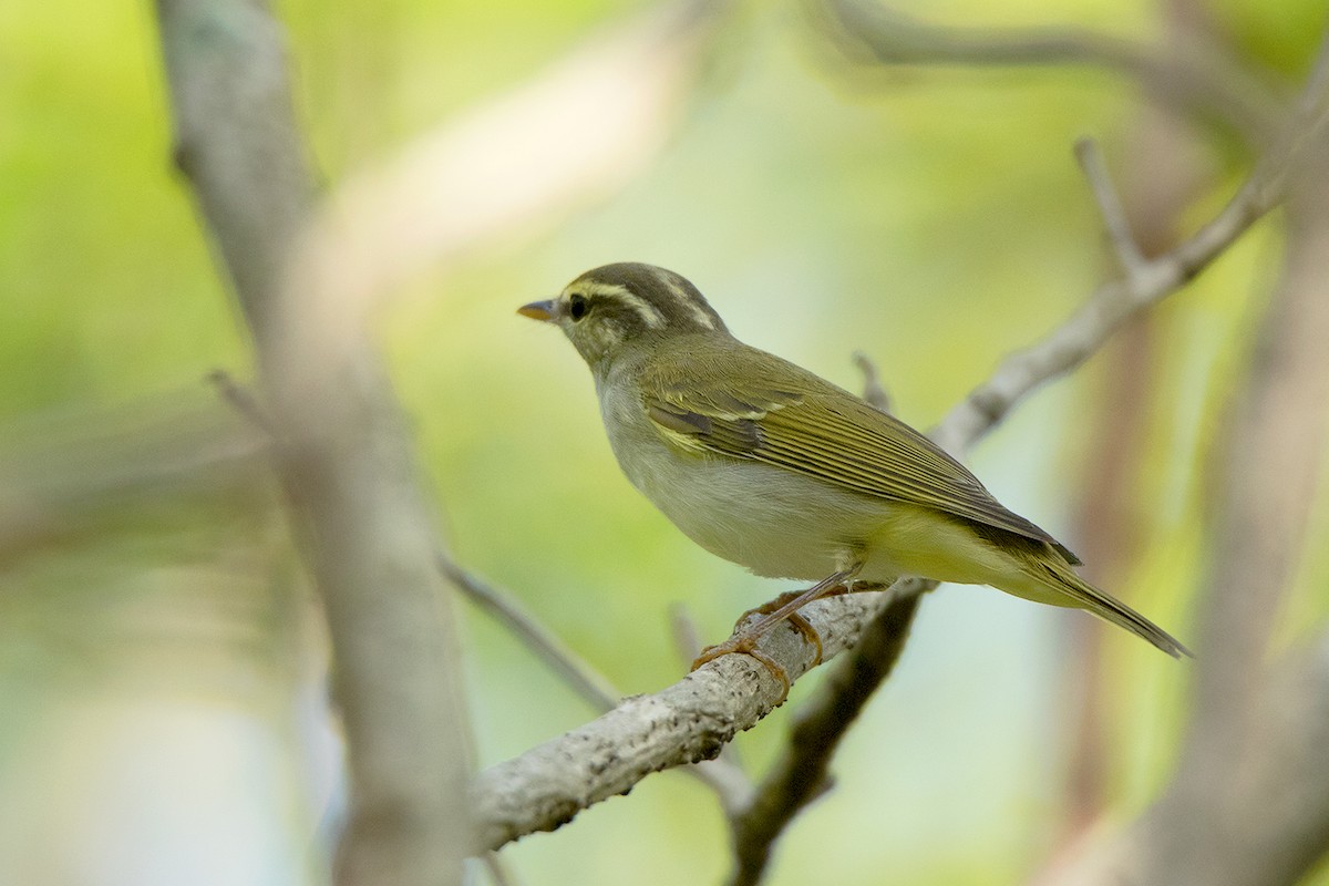 Eastern Crowned Warbler - Ayuwat Jearwattanakanok