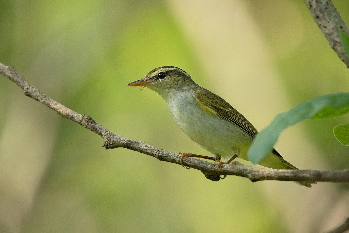 Eastern Crowned Warbler - Ayuwat Jearwattanakanok