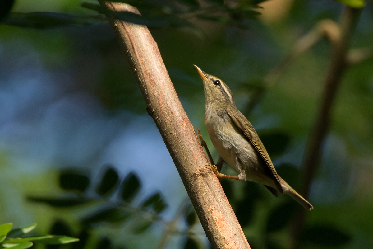 Mosquitero Boreal - ML179114171