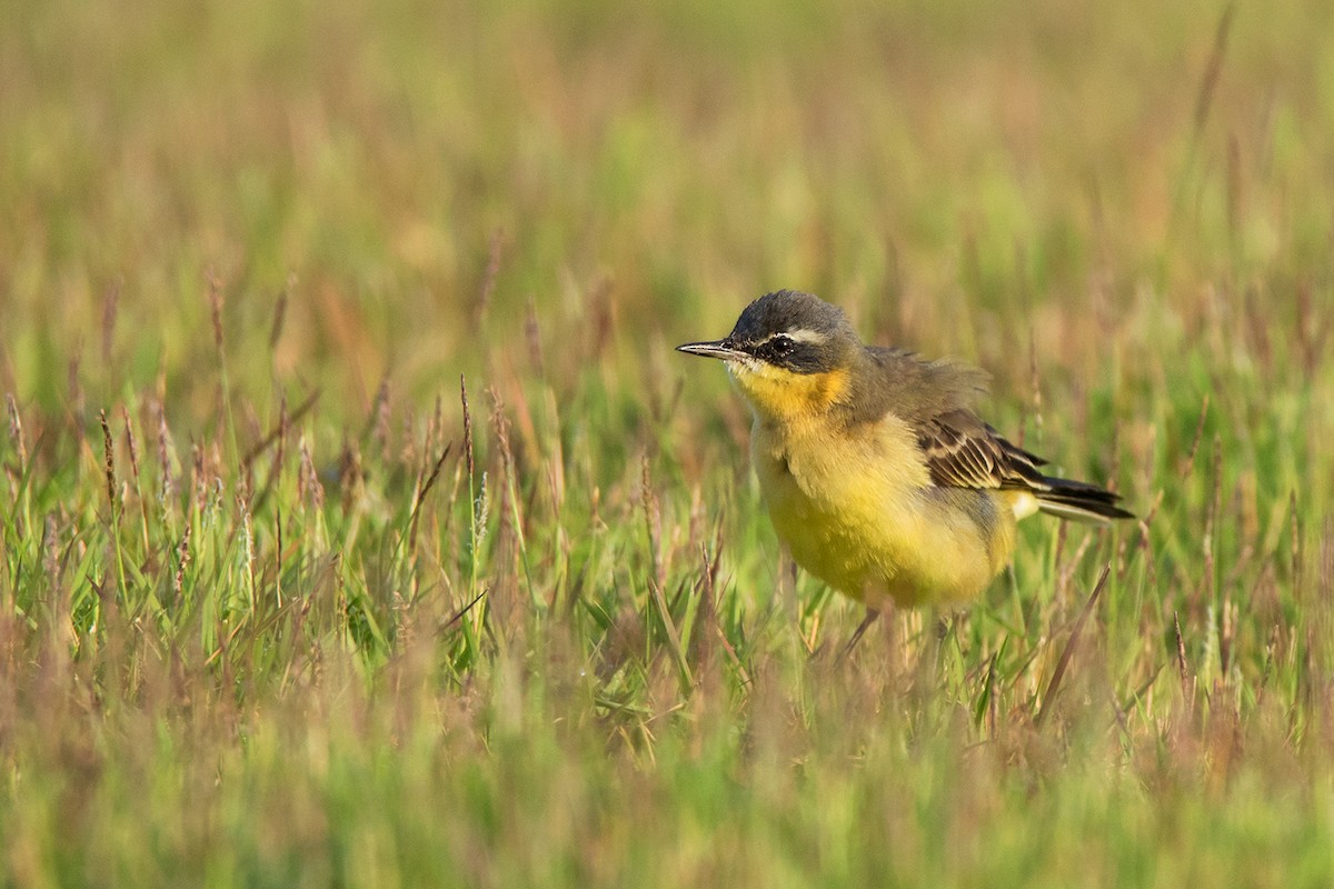 Eastern Yellow Wagtail (Eastern) - Ayuwat Jearwattanakanok