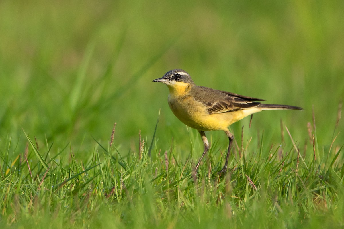 Eastern Yellow Wagtail (Eastern) - Ayuwat Jearwattanakanok