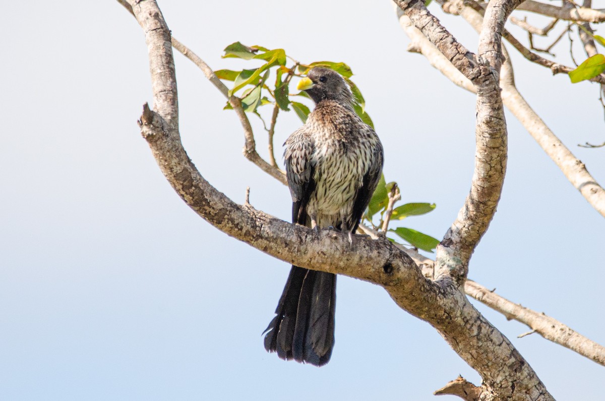 Western Plantain-eater - ML179115251