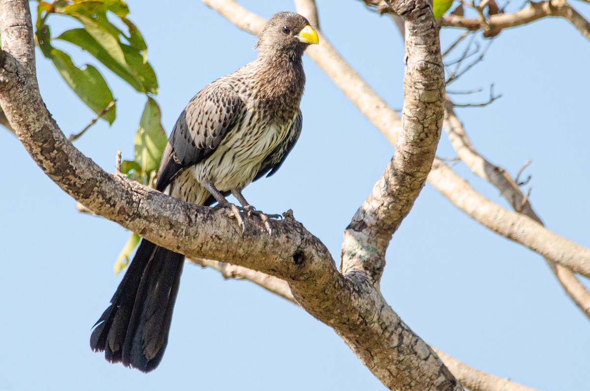 Western Plantain-eater - ML179115281