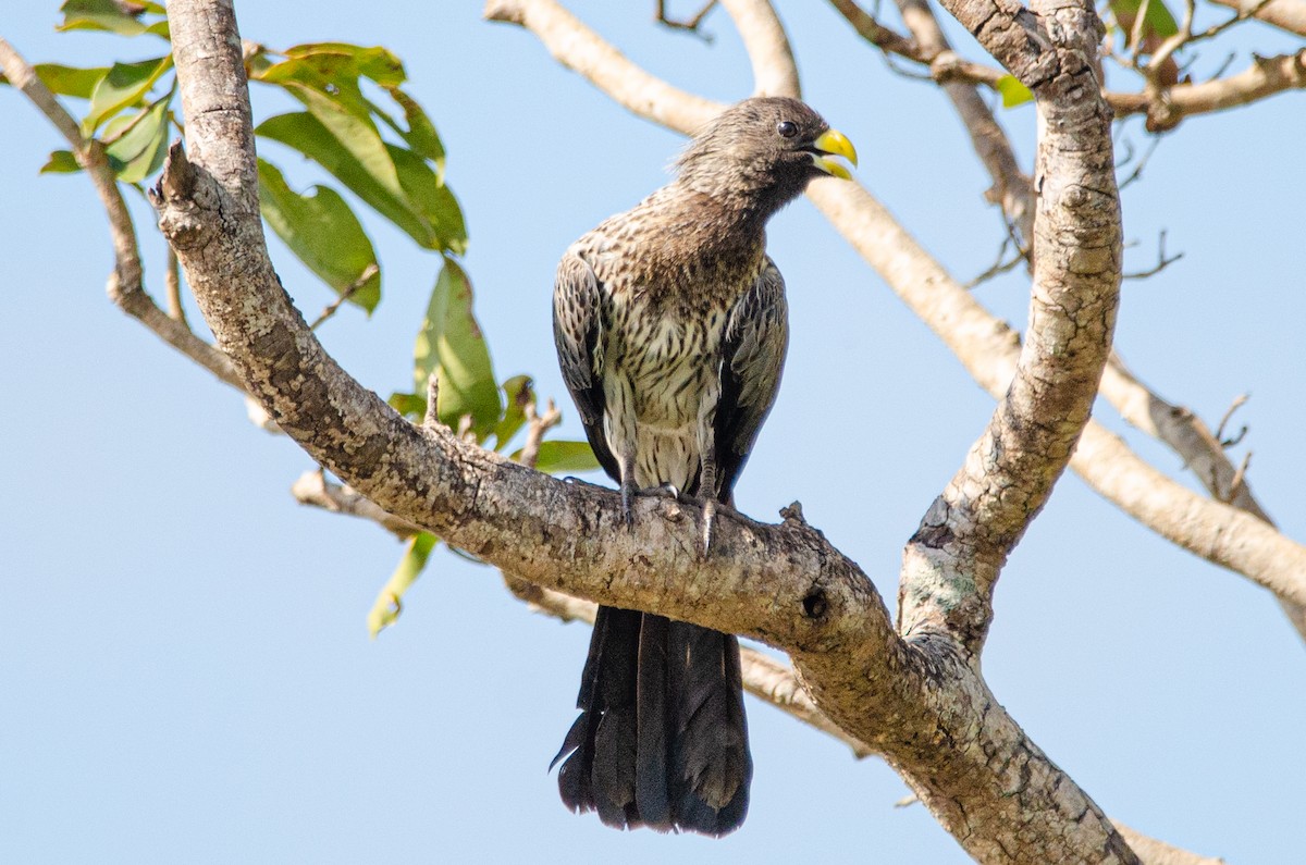 Western Plantain-eater - ML179115301