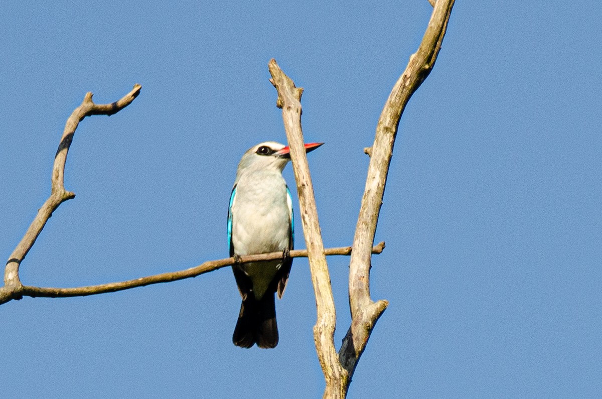 Woodland Kingfisher - Antoon De Vylder