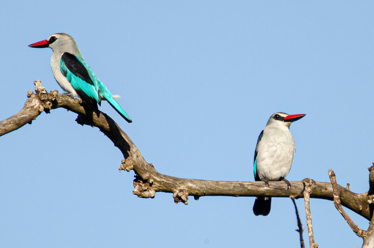 Woodland Kingfisher - ML179115601