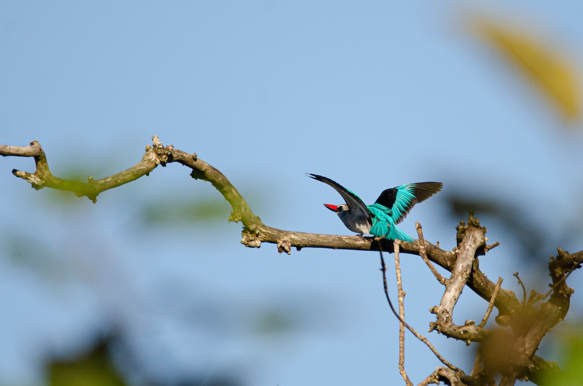 Woodland Kingfisher - ML179115621