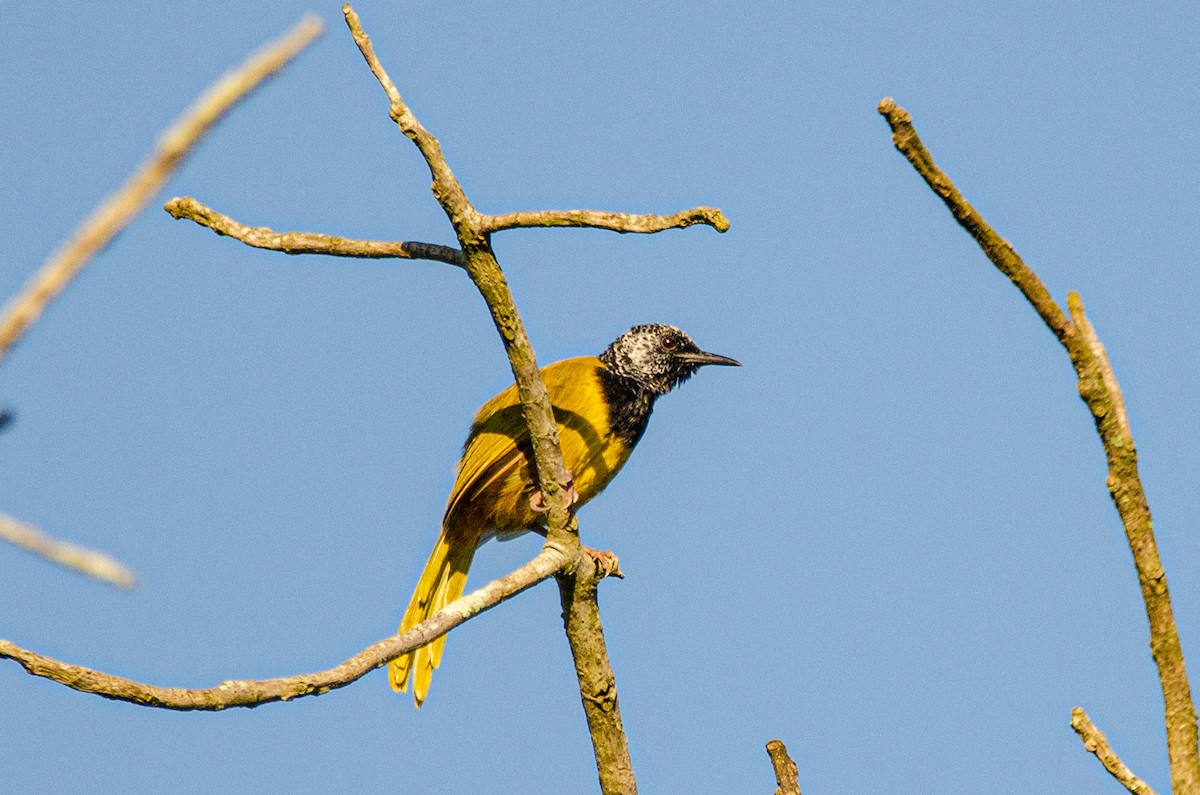 Oriole Warbler - Antoon De Vylder