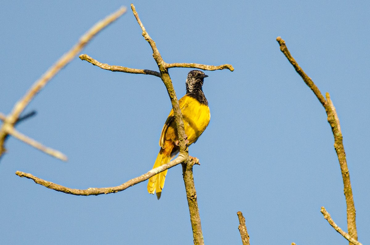 Oriole Warbler - ML179115701