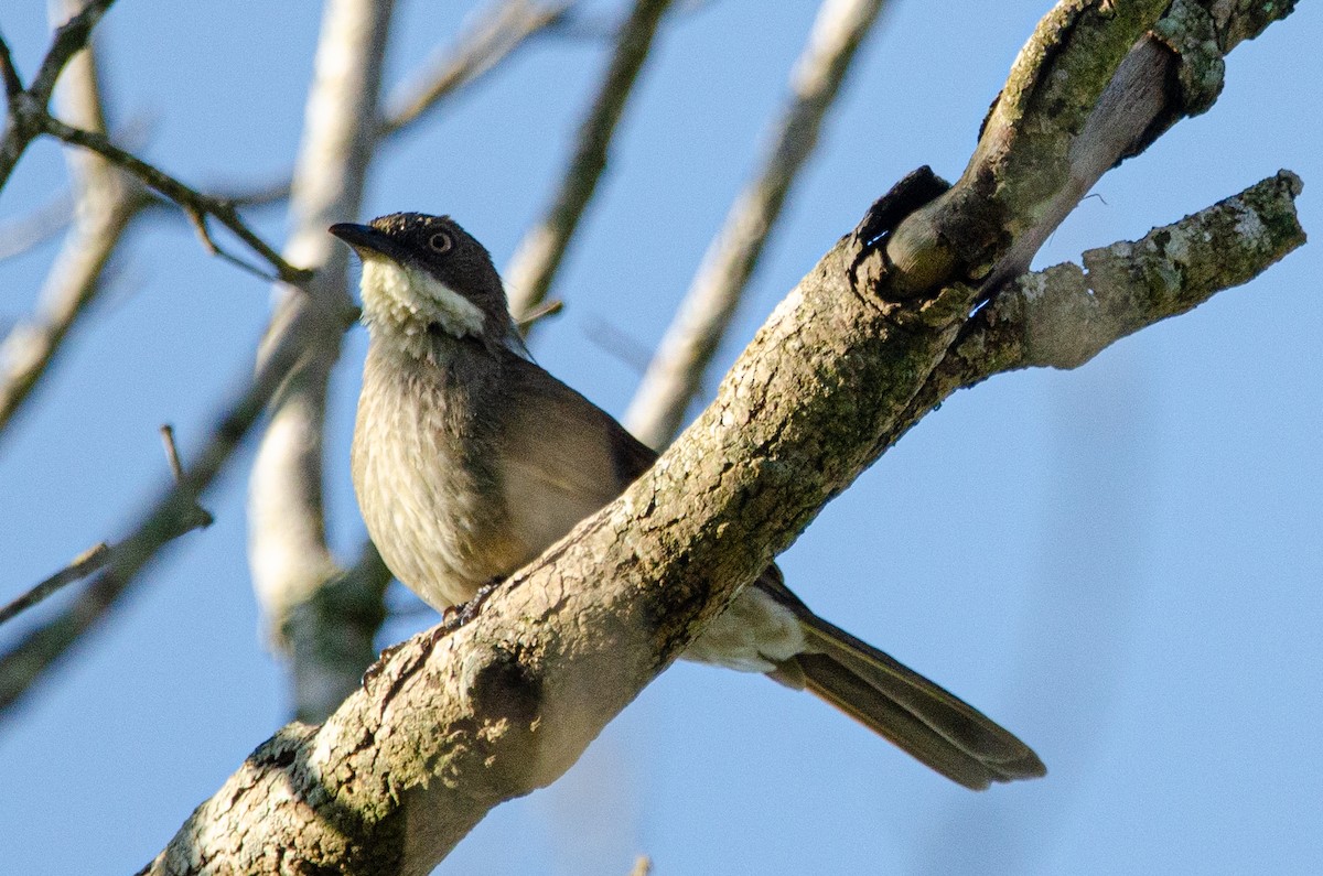 Yellow-throated Greenbul - ML179115741