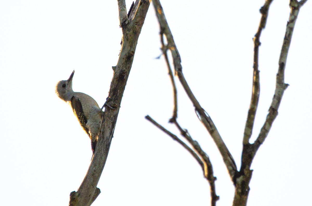 African Gray Woodpecker - Antoon De Vylder