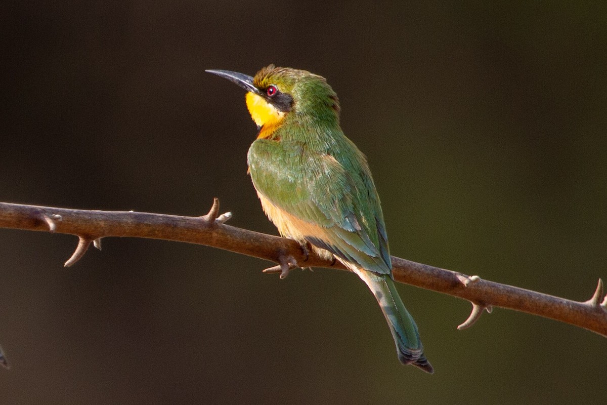 Little Bee-eater - ML179115901