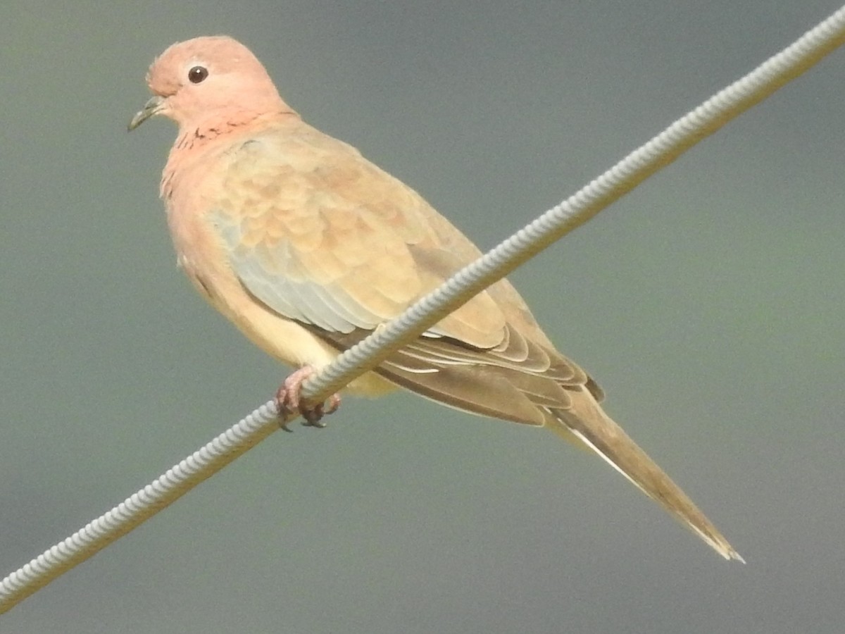 Laughing Dove - ML179116251