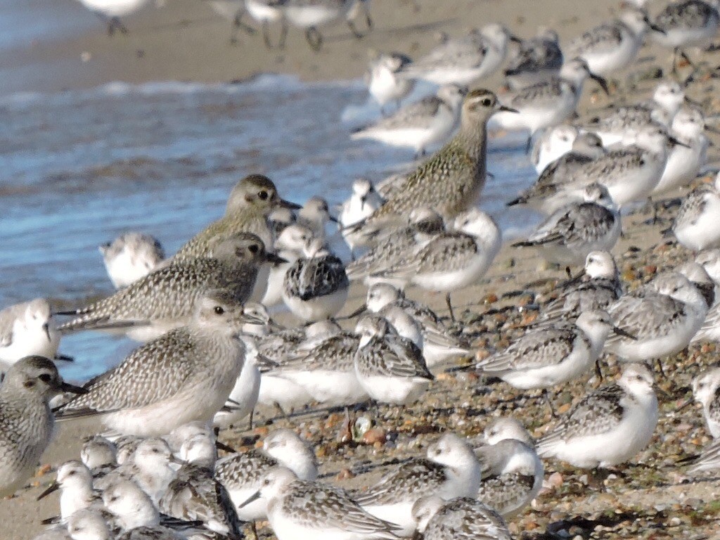 American Golden-Plover - ML179117441