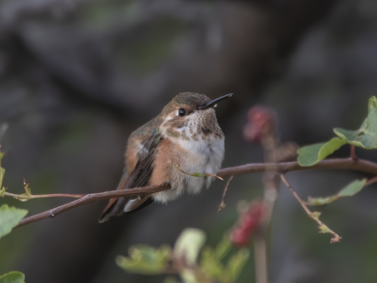 Rufous Hummingbird - ML179118611