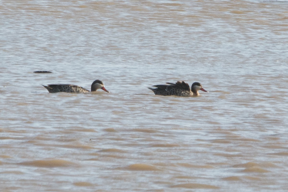 Red-billed Duck - ML179120421