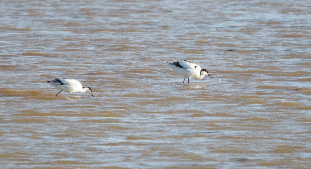 Pied Avocet - ML179120481