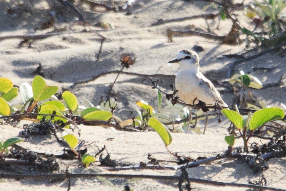 White-fronted Plover - ML179120501