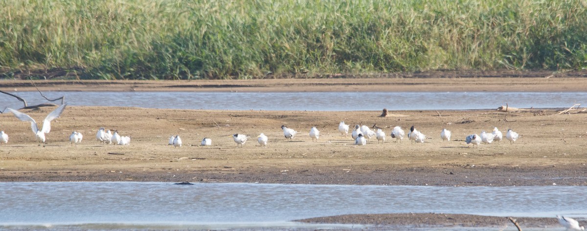 Great Crested Tern - ML179120551