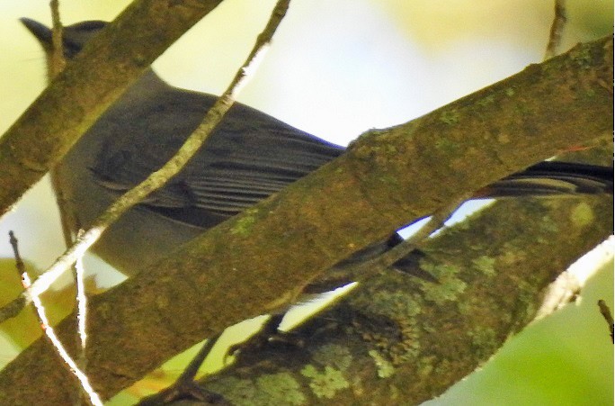 Gray Catbird - ML179121711