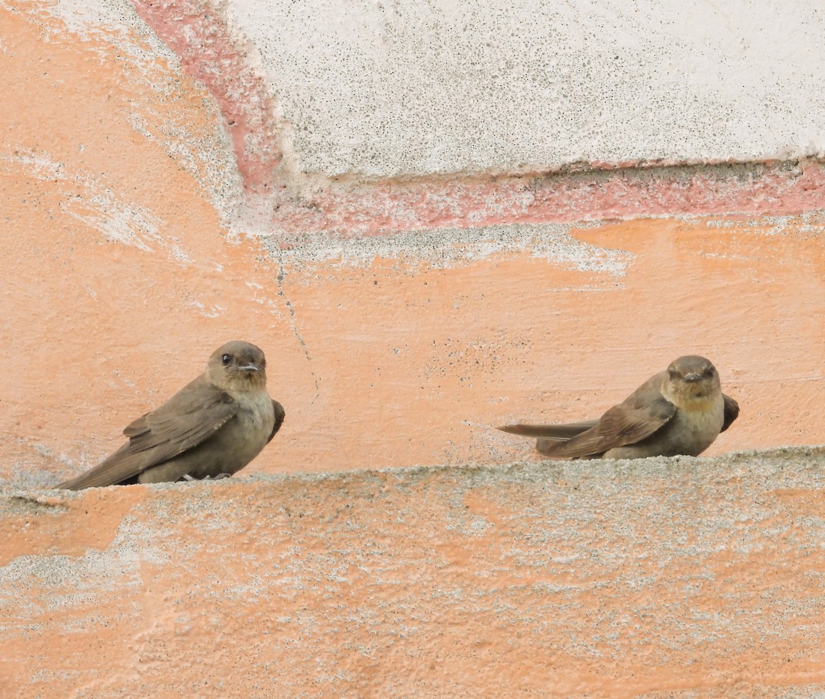 Dusky Crag-Martin - ML179122131