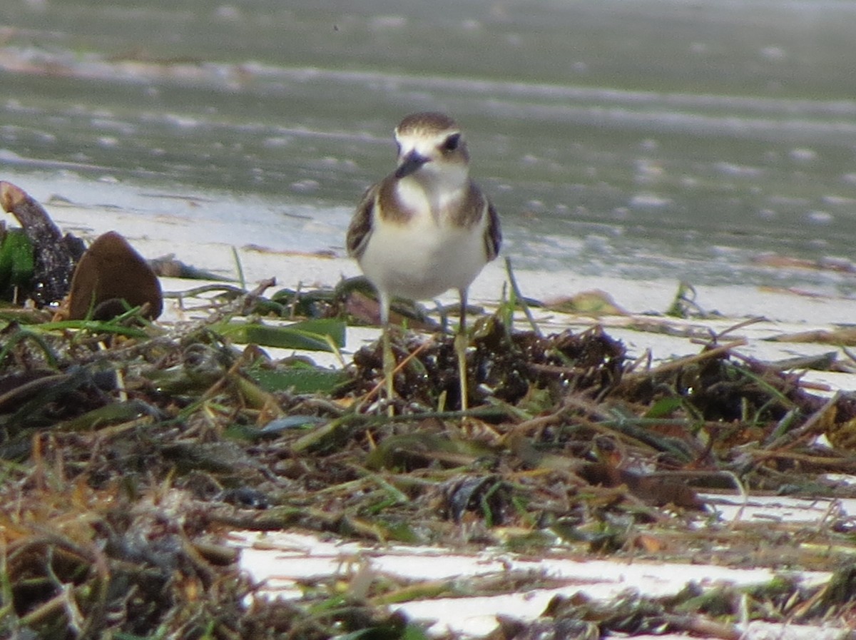 Greater Sand-Plover - Kevin Seymour