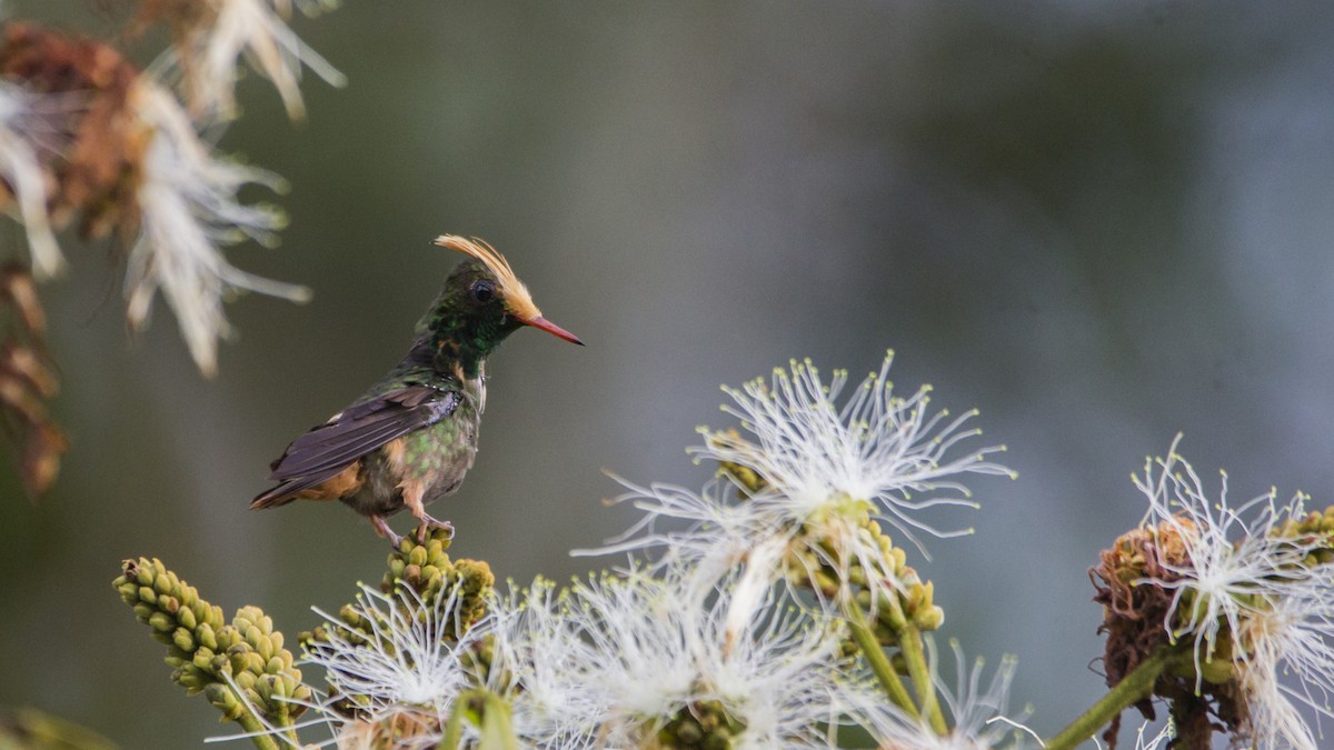 Rufous-crested Coquette - ML179125051