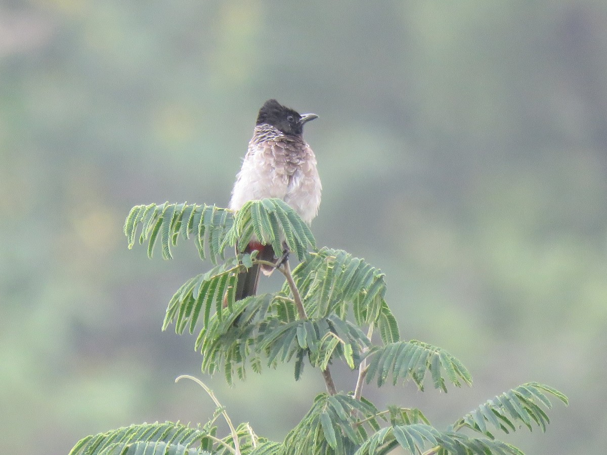 Red-vented Bulbul - ML179126371