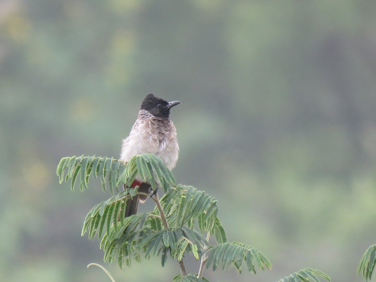 Red-vented Bulbul - ML179126471