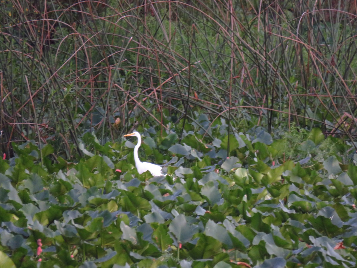 Great Egret - ML179127341