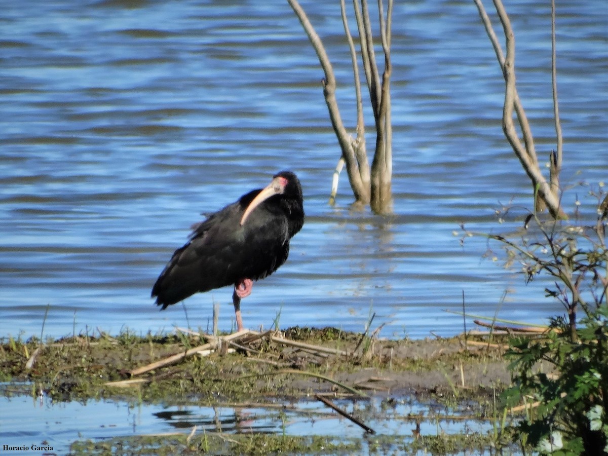 ibis tmavý - ML179127411