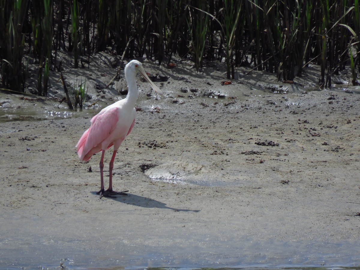 Roseate Spoonbill - ML179127461