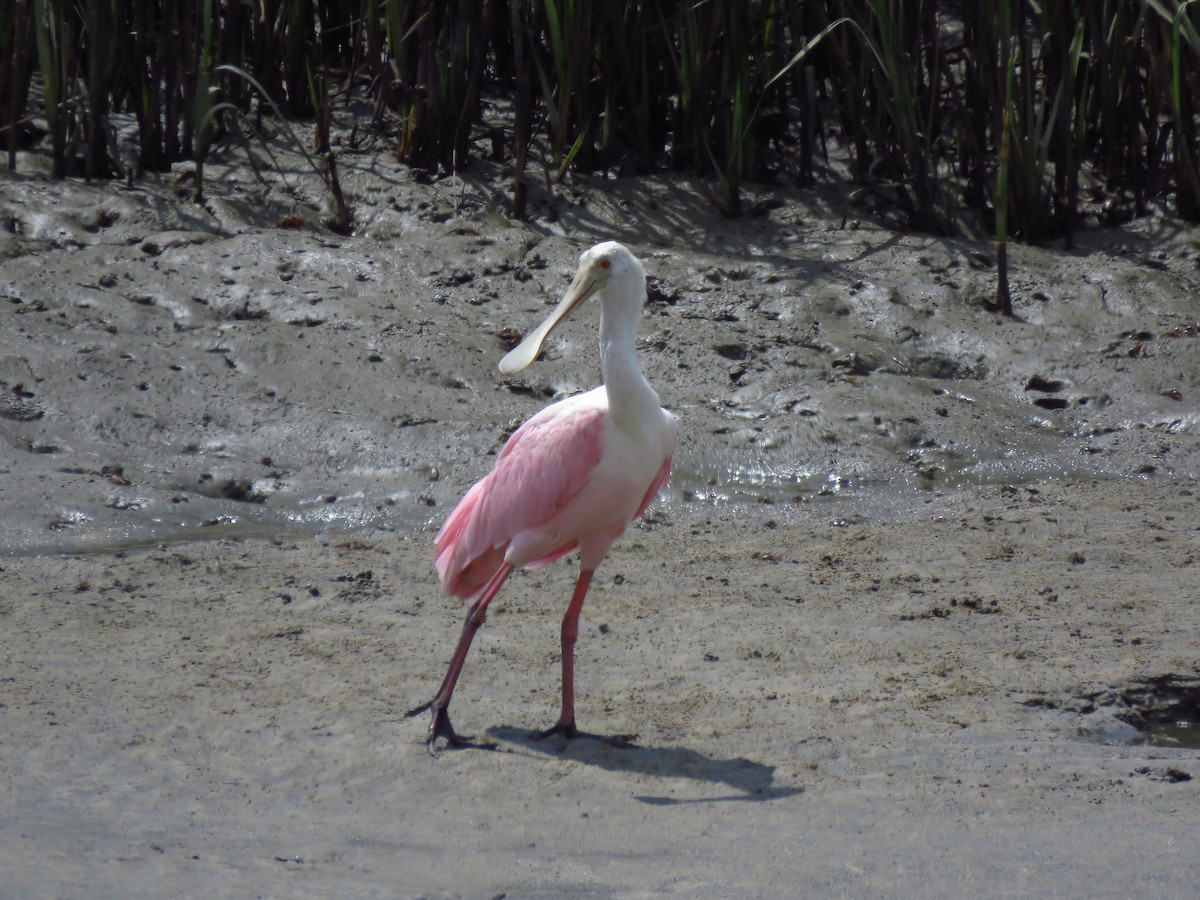 Roseate Spoonbill - ML179127471