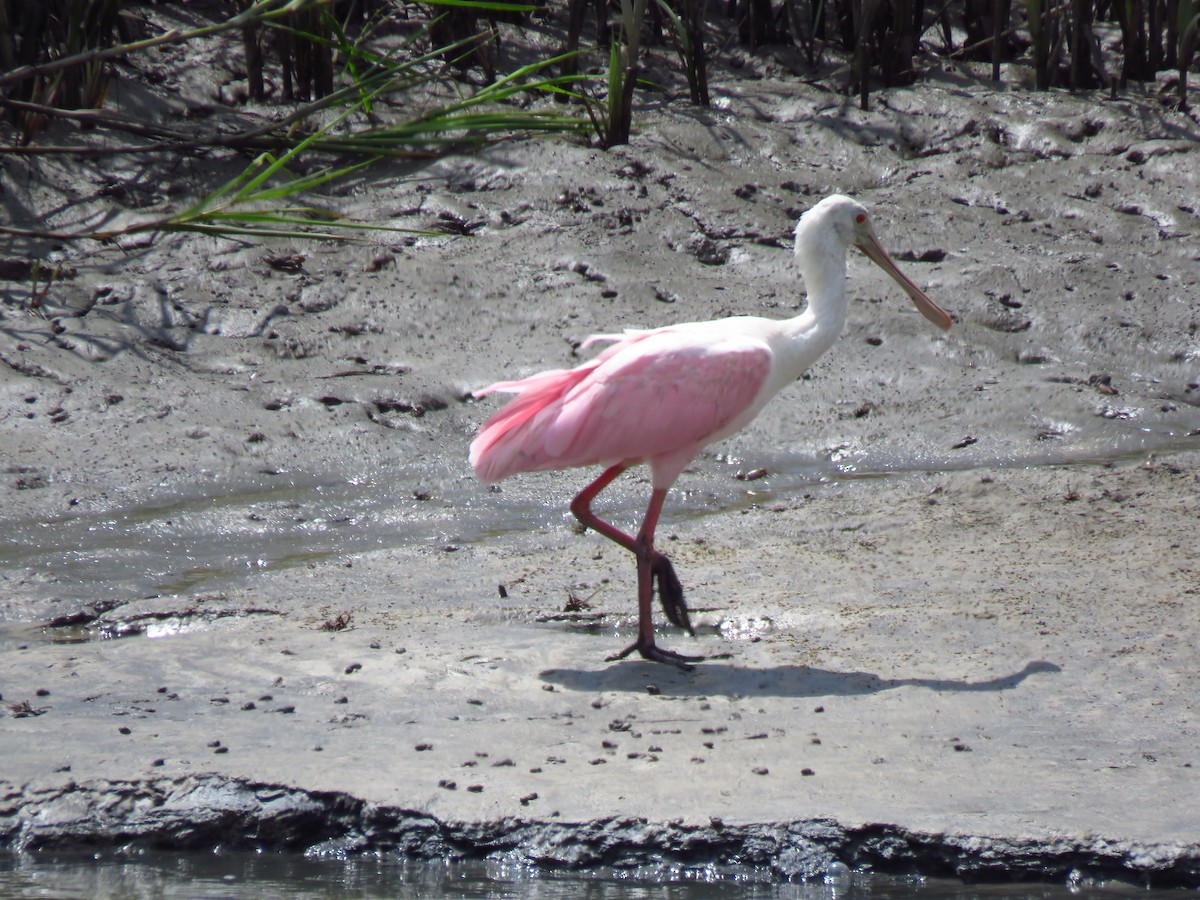 Roseate Spoonbill - ML179127481