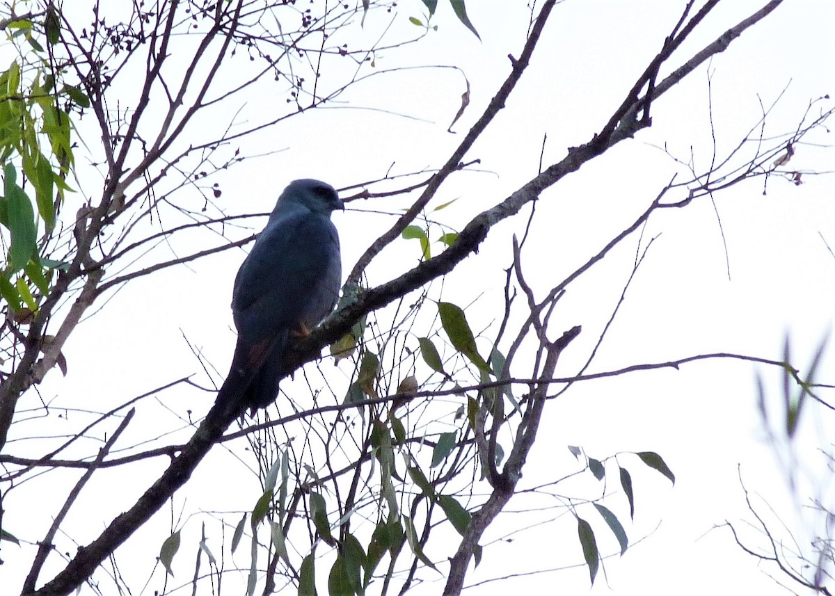 Plumbeous Kite - Carlos Otávio Gussoni