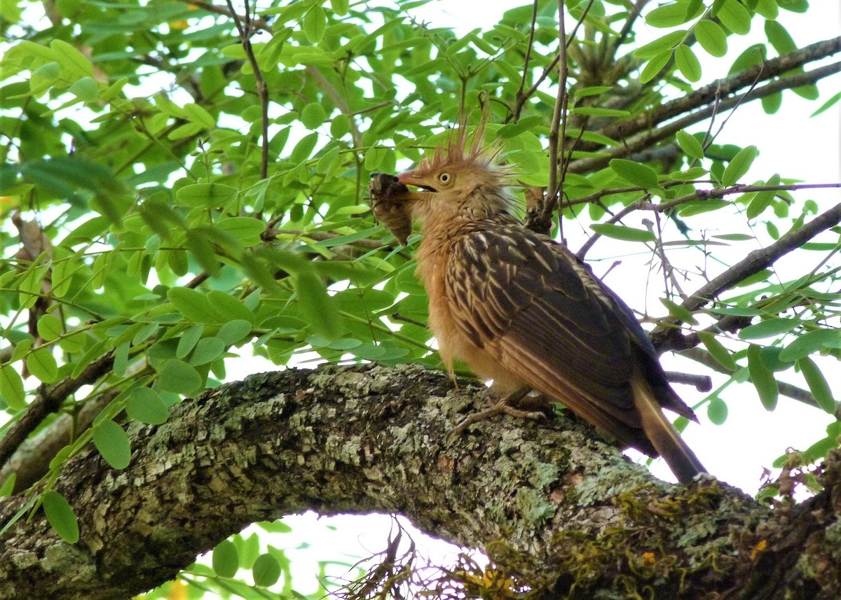 Guira Cuckoo - ML179127761