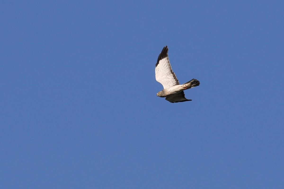 Northern Harrier - Allen Schenck