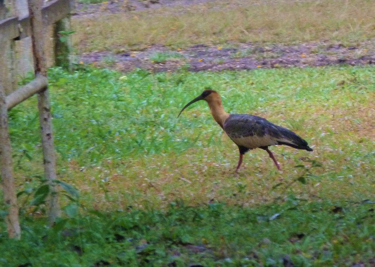 Buff-necked Ibis - Carlos Otávio Gussoni