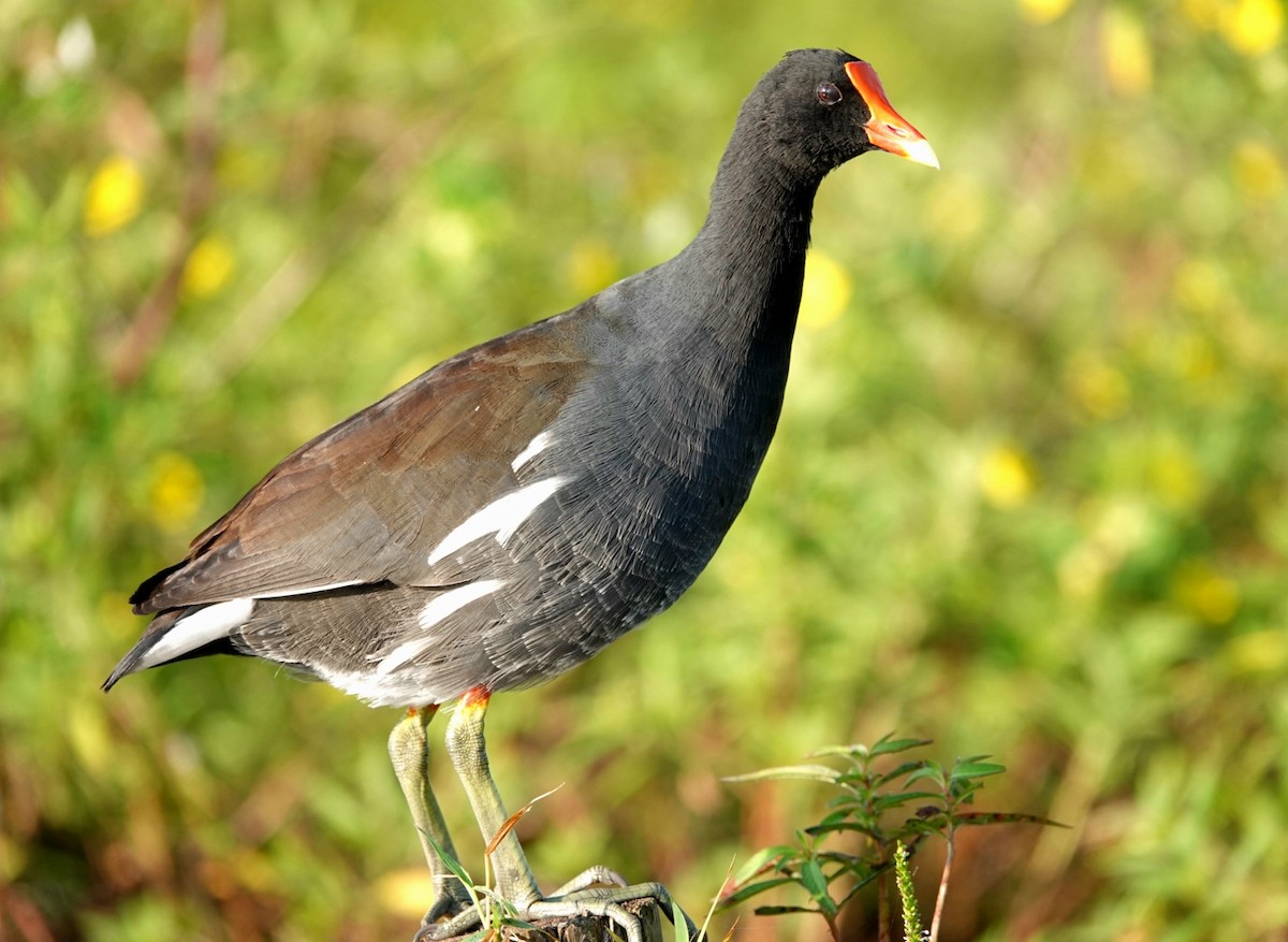 Common Gallinule - ML179128561